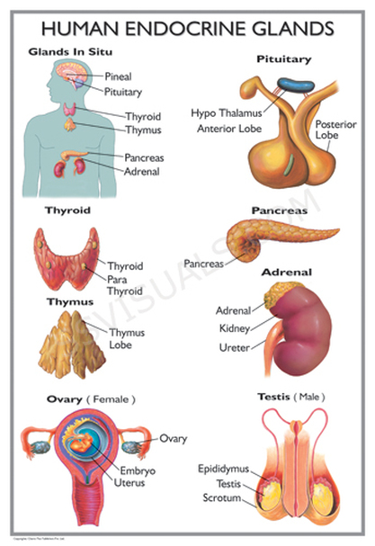 Endocrine and Cardiovascular Systems - BiologicalAdventures
